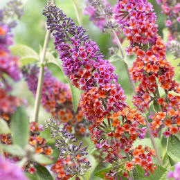 Budleia Bicolor 'Flower Power'